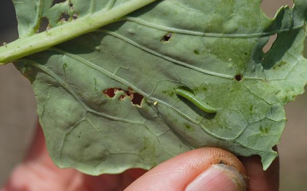 Imported cabbageworm larva - Pieris rapae