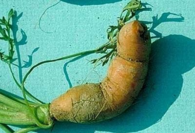 crooked carrot