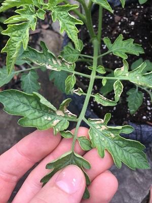 whitened spots caused by cold weather on tomato leaves