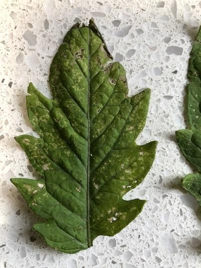 white spots on a tomato leaf from the cold
