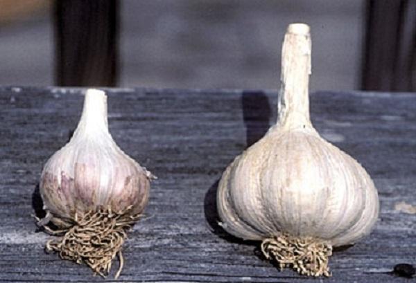 a small garlic clove next to a normal sized one