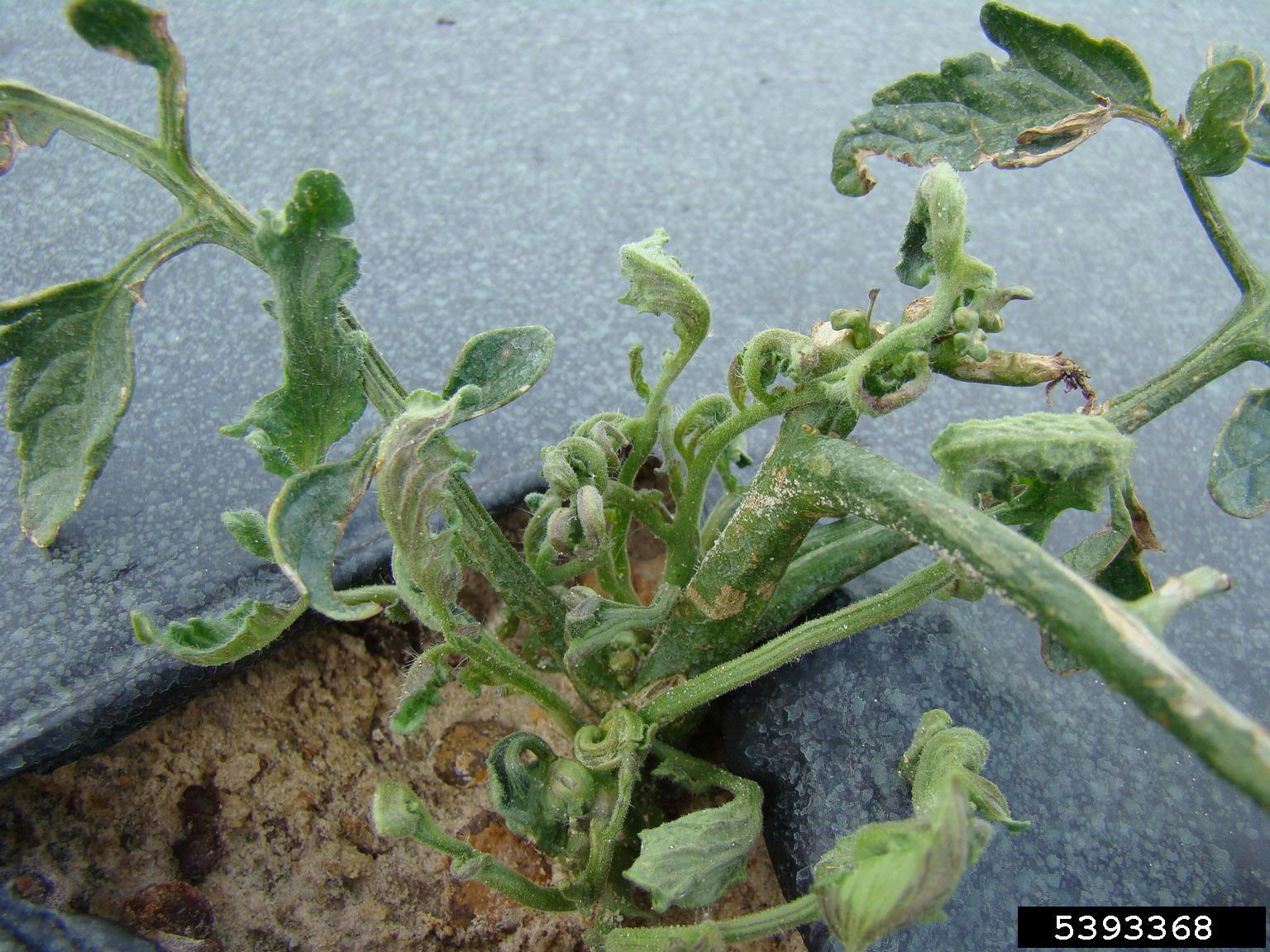 herbicide damage on a tomato transplant