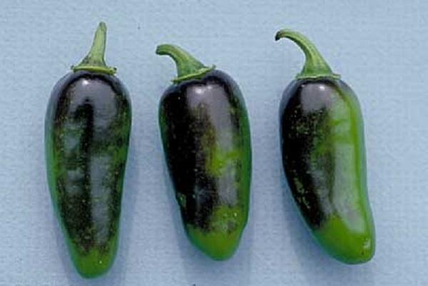 ripe jalapeno peppers with blackened areas on skin