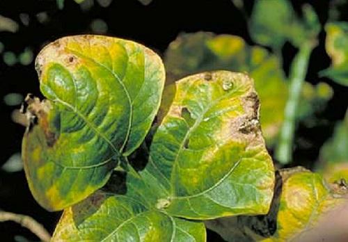 yellow and brown tips on bean foliage caused by leafhoppers