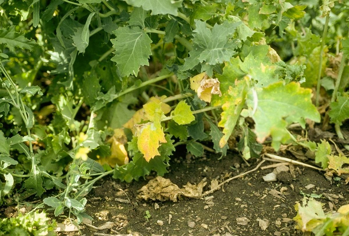 natural yellowing of older bottom leaves of kale