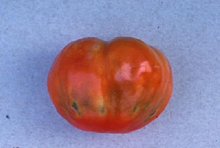 gray coloring of tomato skin