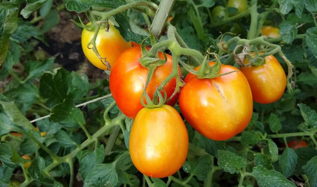 sunscald on ripening tomatoes on vine