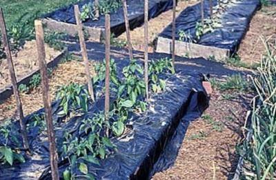 black plastic mulch on ground around vegetable plants
