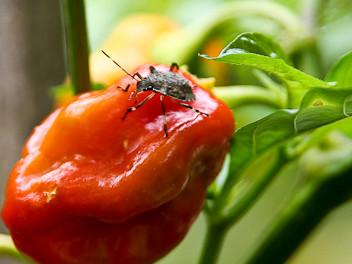 Stink bug feeding on and damaging a pepper