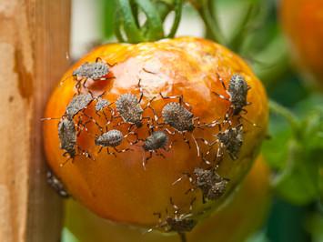 Stink bug nymphs and adults feeding on       tomato