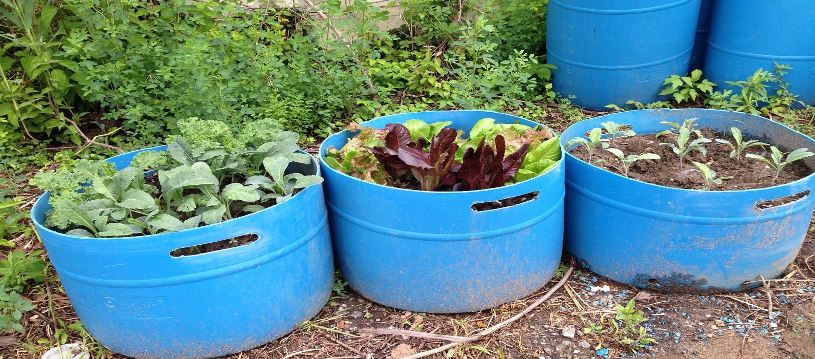 lettuce growing in containers