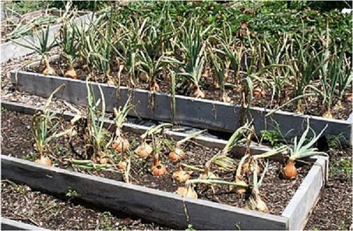 correct spacing when planting onions