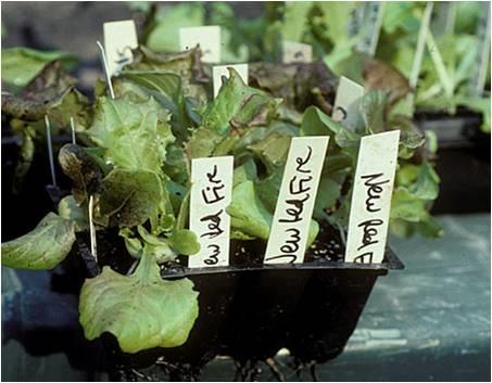 reused plastic market pack will lettuce transplants