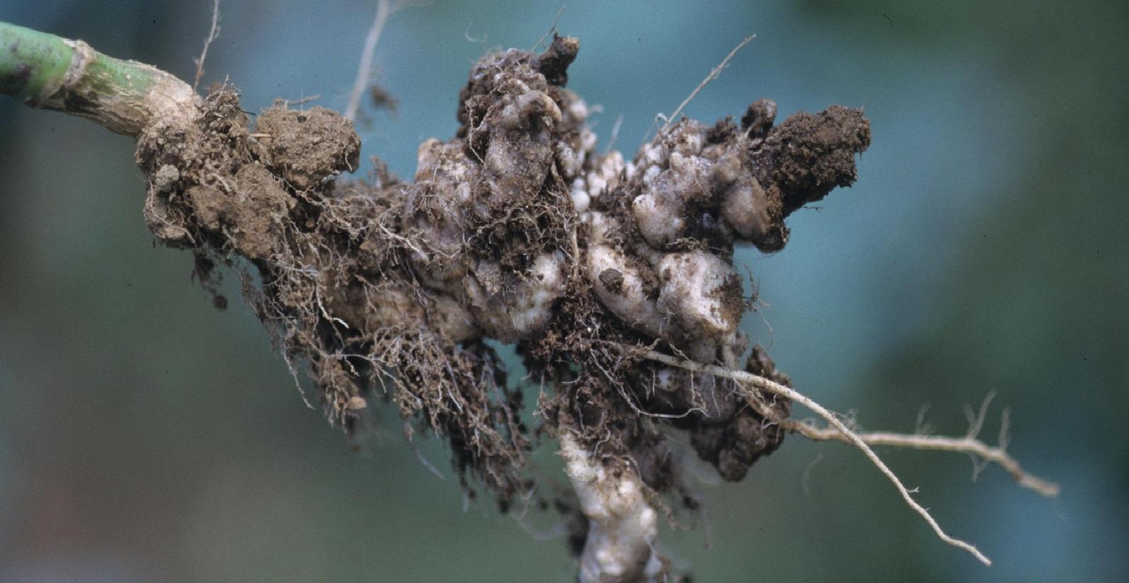 bumps on cabbage roots