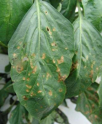 close up of bacterial leaf spot on pepper leaf