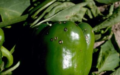 pimple-like spots on infected pepper fruit