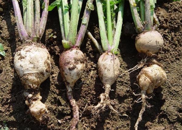 varying degree of club root on turnip roots