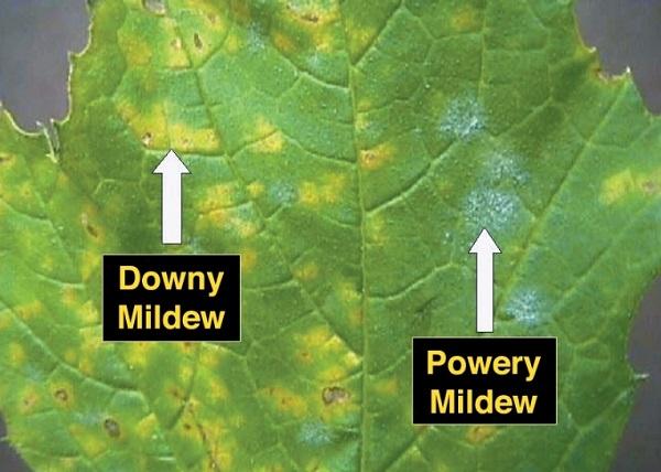 comparing downy mildew and powdery mildew on the back of a leaf