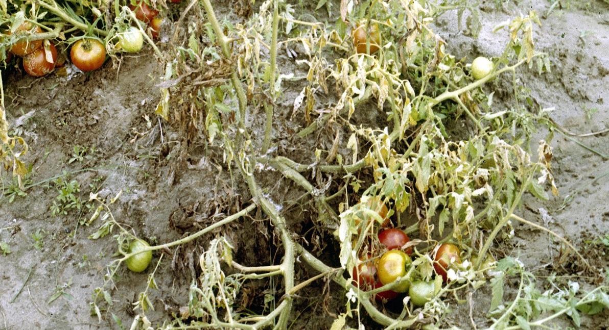 Severe infection of fusarium wilt on tomato