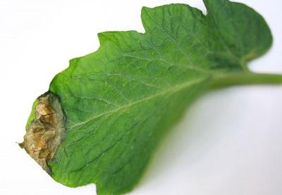 early stage of late blight symptoms on a tomato leaf