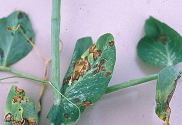 bacterial blight on pea foliage