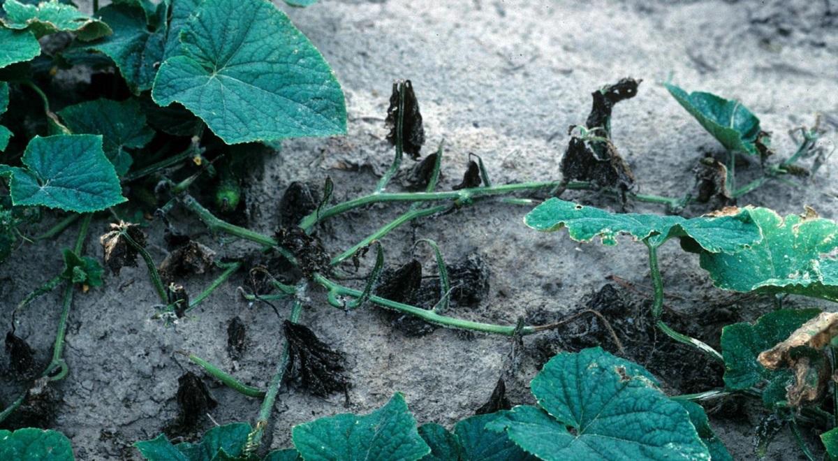 parts of a cucumber vine died from bacterial wilt
