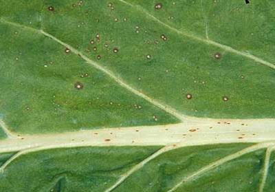small tan spots and holes on Swiss chard leaf