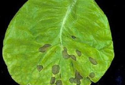 small tan spots on a lettuce leaf