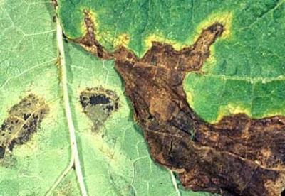 closeup of the bacterial blight lesion on bean leaf
