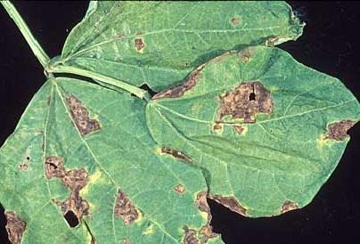 bacterial blight on bean leaf