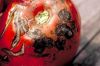 tomato fruit from a early blight infected plant
