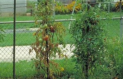 resistant tomato variety next to an infected plant