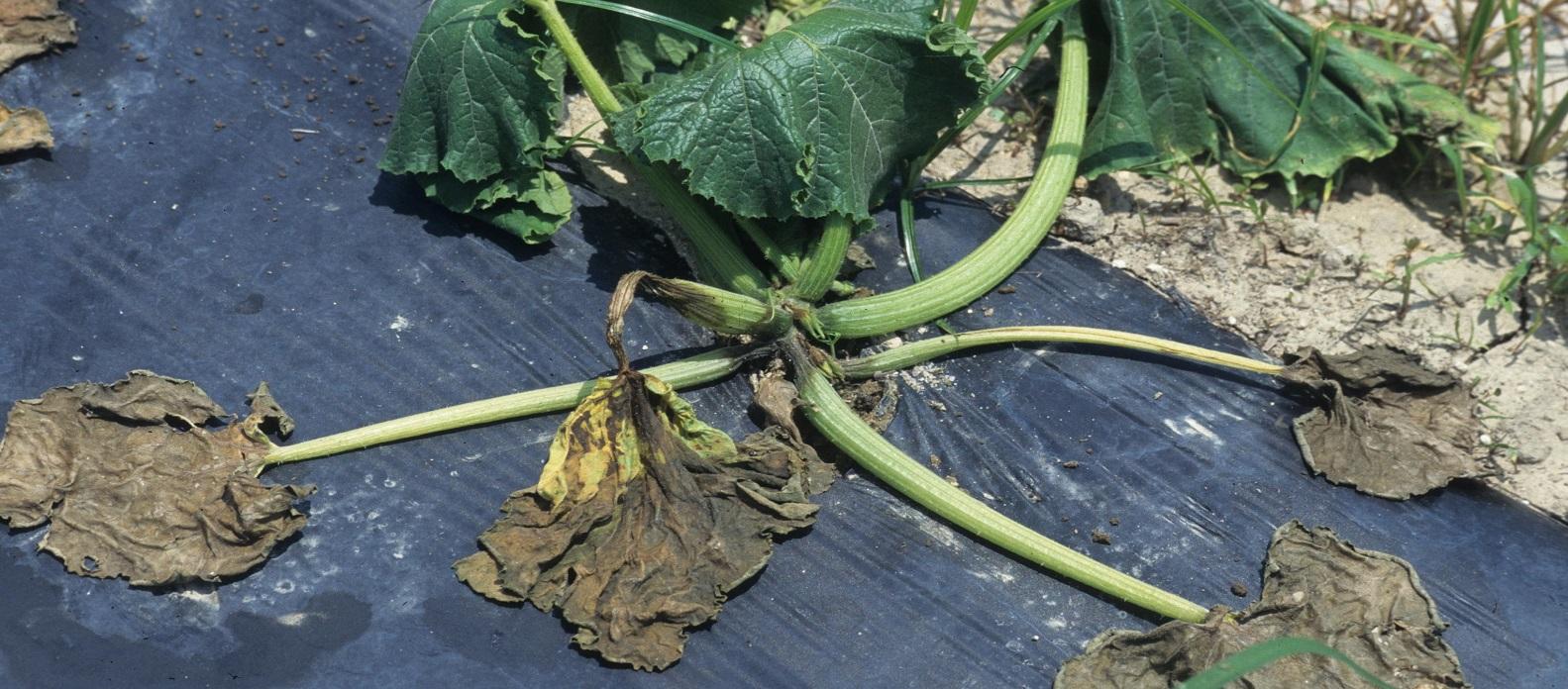 totally wilted squash plant infected with phytopthora 