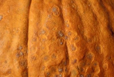 anthracnose disease on pumpkin skin