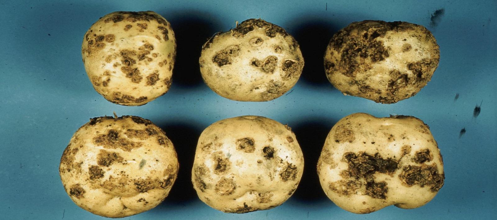 raised dark bumps on potatoes