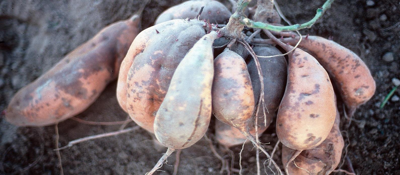 dark brown spots on sweet potatoes