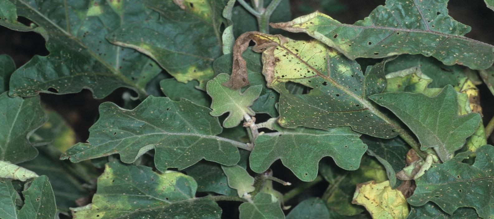leaf spot symptoms of verticillium wilt