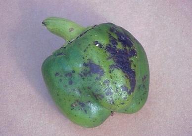 pepper infected with virus symptoms