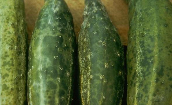 distorted cucumbers caused by a virus