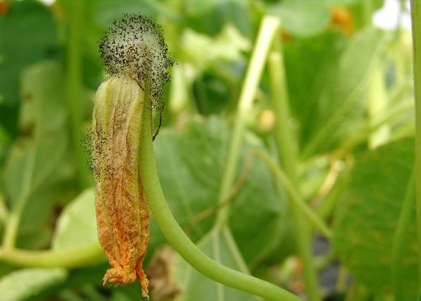 fungal rot and spores on squash blossom