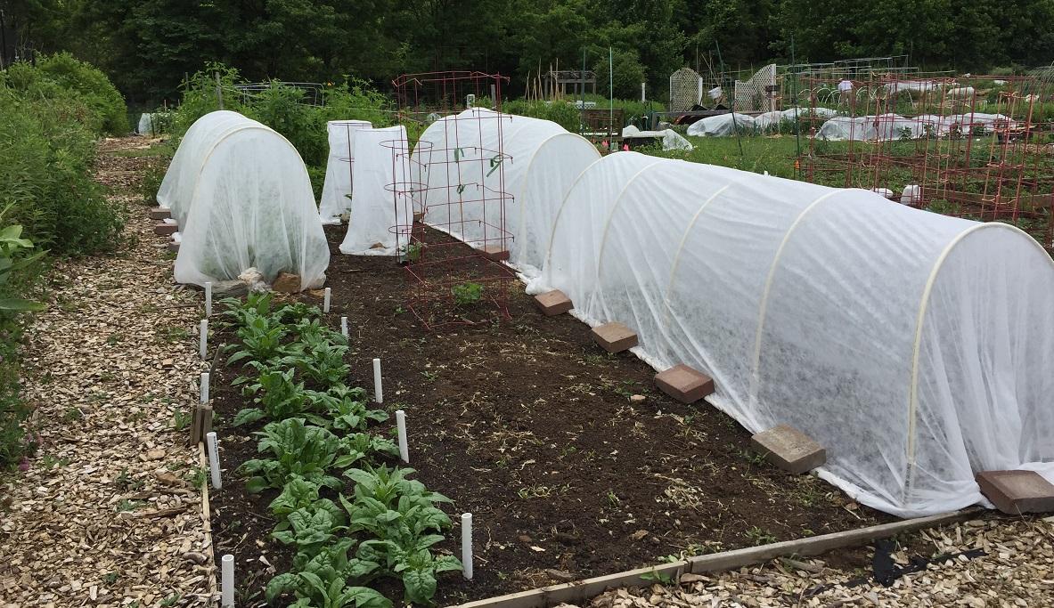 floating row cover protecting a crop in a community garden