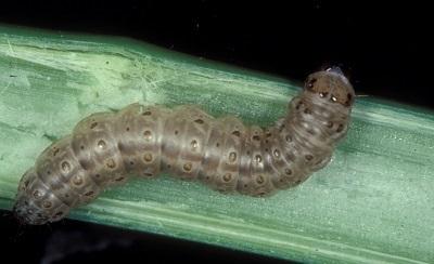 European corn borer caterpillar
