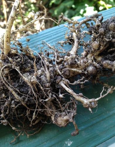 nodules on the roots of Swiss chard caused by root knot nematodes