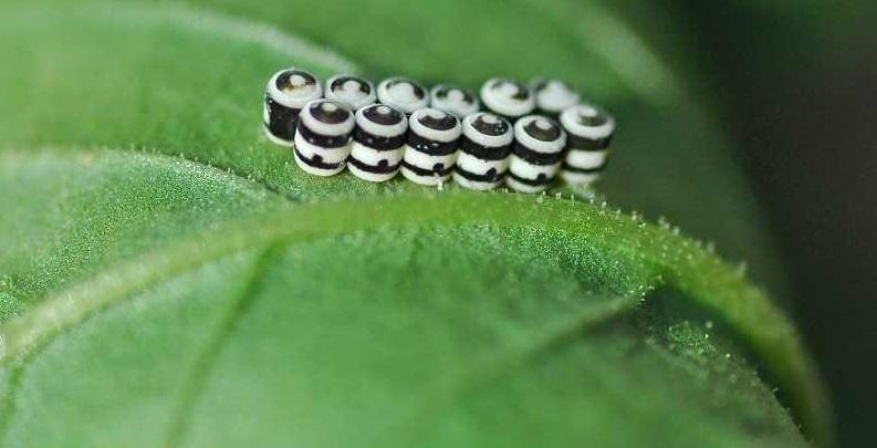 Harlequin bug eggs 