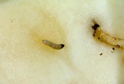 tuberworm inside of a potato