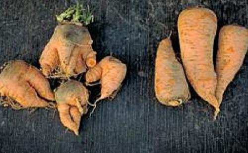 On left stunted and forked carrots