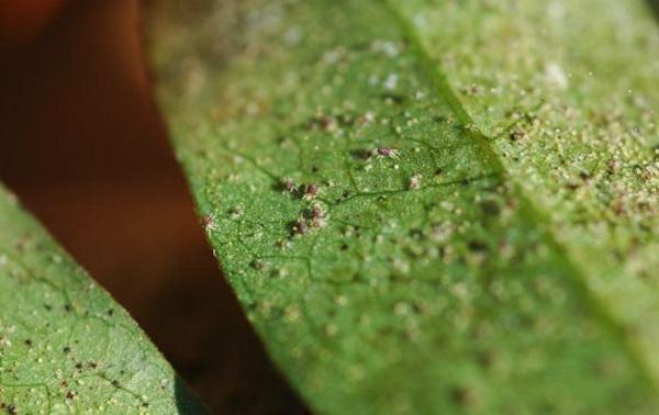 cluster of spider mite adults