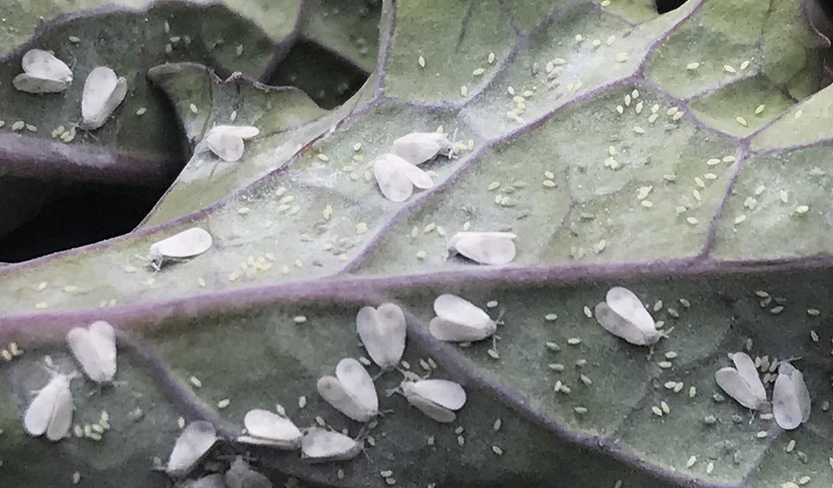 closeup of adult and immature whiteflies on the back of a leaf