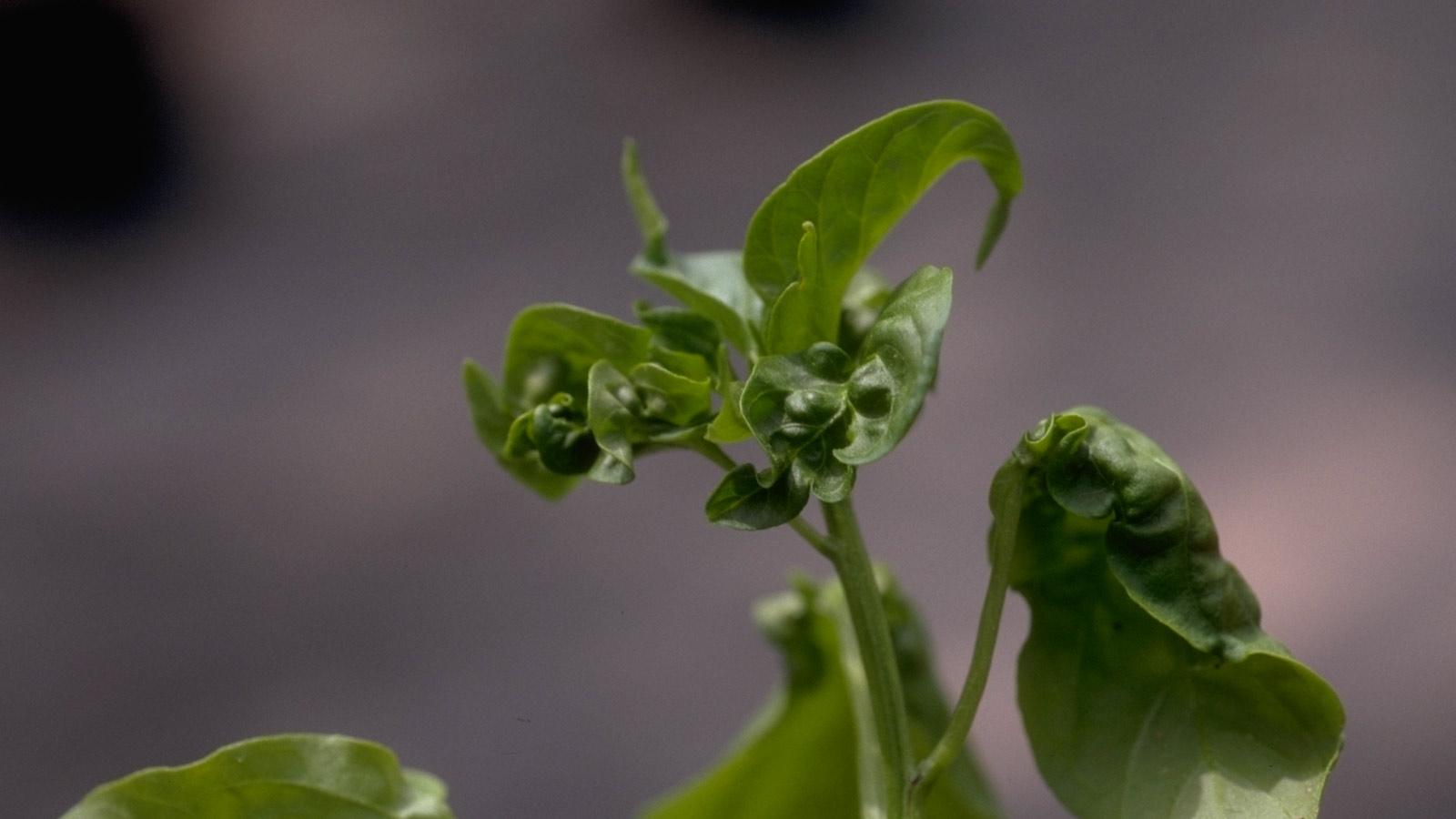 Pepper leaves distorted from aphid damage