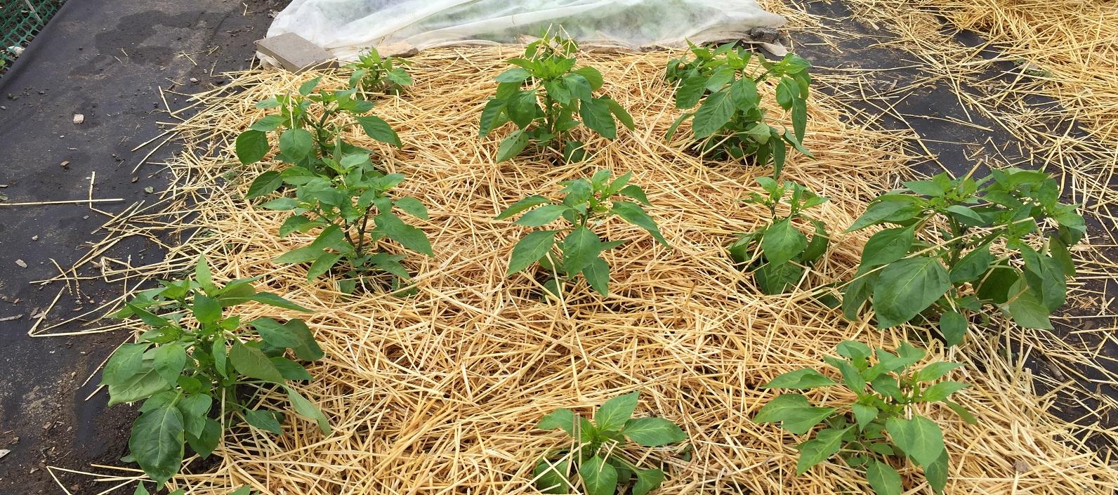 pepper transplants mulched with straw